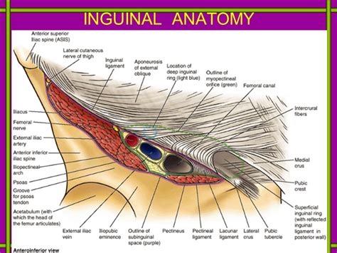 inguinal hernia anatomy female